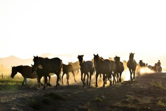 A herd of wild horses galloping through dusty fields at sunrise in Hürmetci, Kayseri, Türkiye.